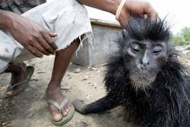 Примата породы Colobus satanas