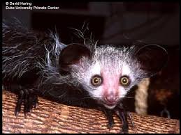 AYE-AYE DAUBENTONIA