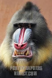 Mandrill ( Mandrillus sphinx