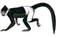 Trachypithecus f. delacouri