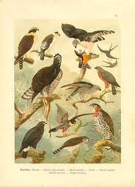 Spizaetus tyrannus -