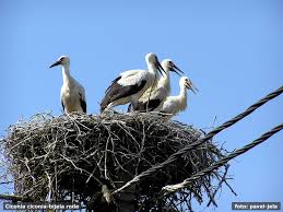 White stork (ciconia ciconia)