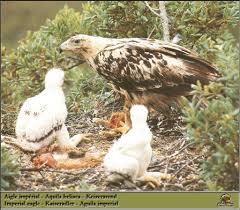 nest (Aquila heliaca) <!