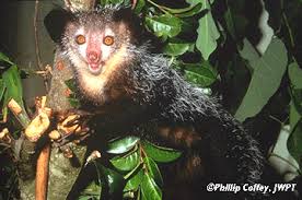 Daubentonia madagascariensis