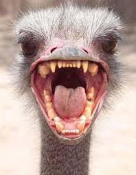 http://search.aol.com/aol/imageDetails?s_it=imageDetails&q=ostrich+head+in+sand&img=http://ralphlosey.files.wordpress.com/2009/03/ostrich_head.jpg&site=&host=http://ralphlosey.wordpress.com/2009/03/&width=95&height=123&thumbUrl=http://images-partners-tbn.google.com/images?q=tbn:QiCqwmsQoWYjlM:ralphlosey.files.wordpress.com/2009/03/ostrich_head.jpg&b=image?q=ostrich+head+in+sand&page=3&flv=1&s_it=rboxImgDtls&oreq=8198e421119691c2&icid=snap-pic&imgHeight=387&imgWidth=300&imgTitle=<b>Ostrich</b>+<b>head</b>+-+careful,+they+bite&imgSize=30496&hostName=ralphlosey.wordpress.com