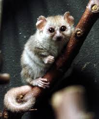 Microcebus murinus