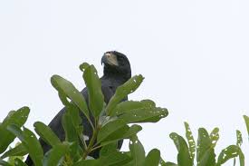 Buteogallus urubitinga,