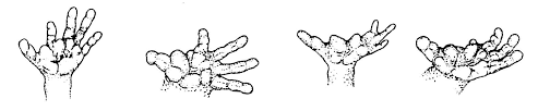 in Perodicticus potto and