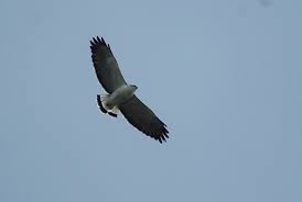 Buteo poecilochrous