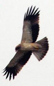 Ficheiro:Hieraaetus pennatus