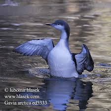 Gavia arctica Arctic Loon