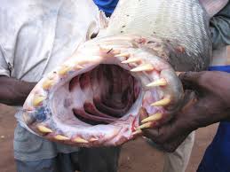 "Don't swim in Congo River,"