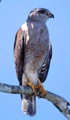 Ridgway's Hawk, Buteo ridgwayi