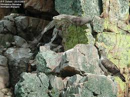 (Hieraaetus fasciatus)