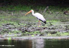 щъркел (mycteria Ibis)