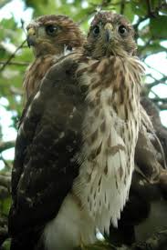 Hawk (Accipiter cooperii)