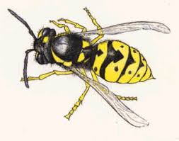 Yellow Jacket