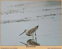 Asian Dowitcher [Limnodromus