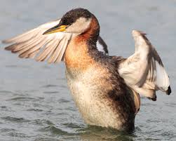 File:Podiceps-grisegena-008.