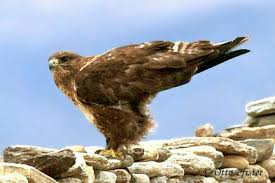 Buteo hemilasius Upland