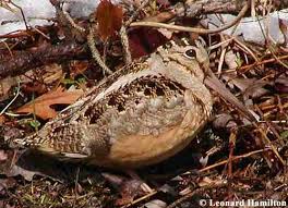 Woodcock - Scolopax minor