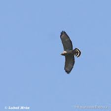 (Buteo platypterus)