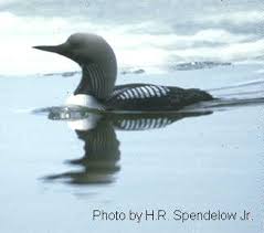 Pacific Loon Gavia pacifica