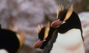 (Eudyptes sclateri)