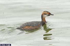 Podiceps auritus) which is