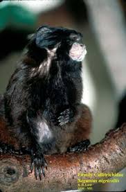 "Saguinus nigricollis"