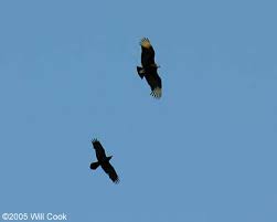 Vulture (Coragyps atratus)