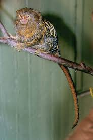 (Callithrix argentata