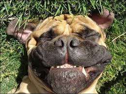 hey mom funny dog face