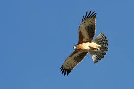 (Hieraaetus morphnoides),