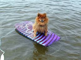 ... and surf on the Mississippi.