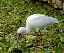 File:Platalea alba eating