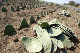 la delegación Milpa Alta