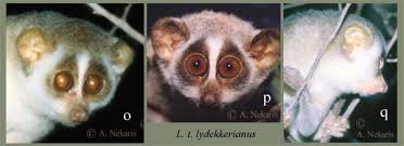 slender loris subspecies