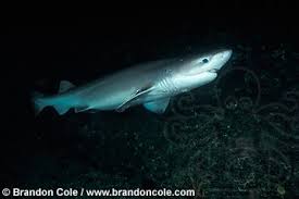 Shark (Hexanchus griseus),