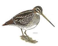 Image of: Gallinago