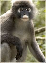 Trachypithecus Obscurus