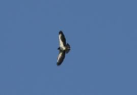 Gavilán Cola Corta, Buteo
