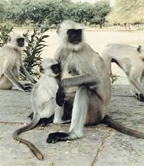 Semnopithecus entellus