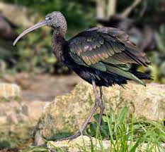 (Plegadis falcinellus)