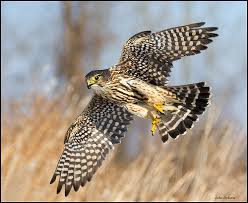 Flight (Falco columbarius)