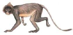Trachypithecus phayrei