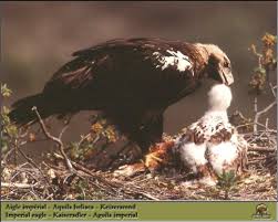 nest (Aquila heliaca) <!