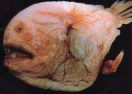 fish's brain