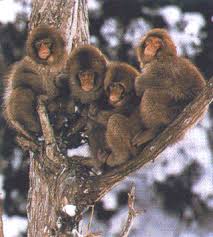 This species (Macaca fuscata)