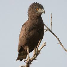 Circaetus cinereus (Brown